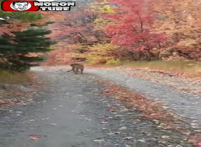 Video :A cougar chases him for six minutes!